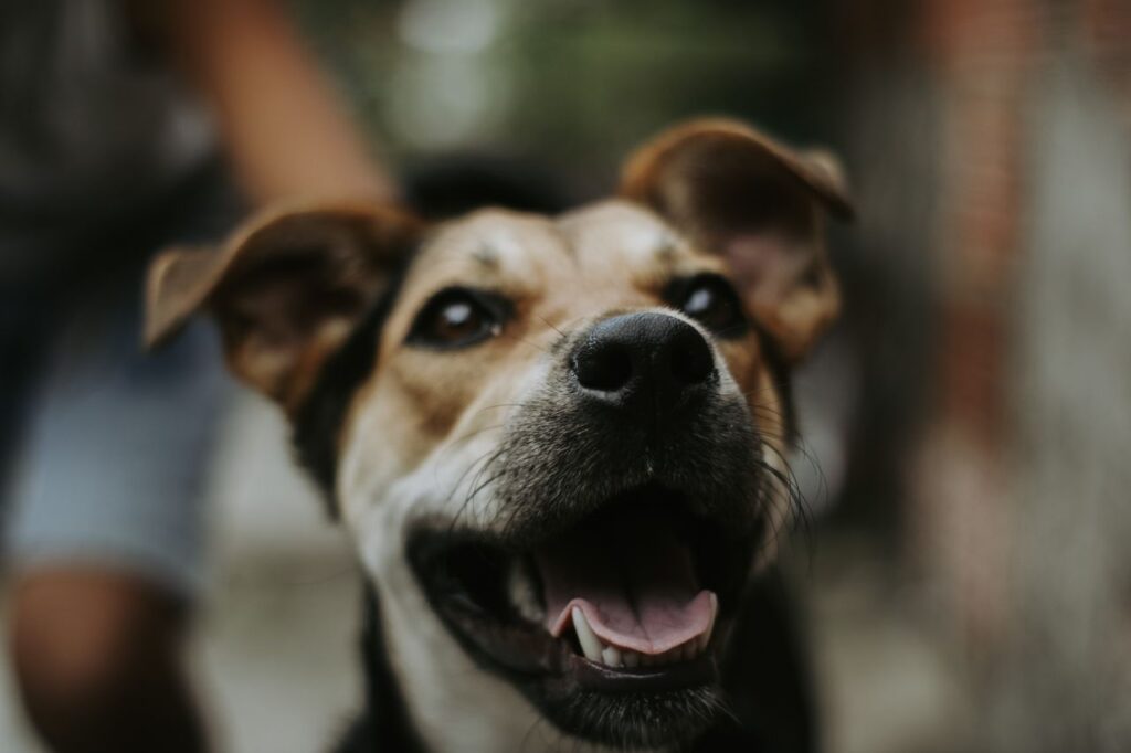 Adorable dog smiling in an outdoor setting. Perfect for pet lovers.