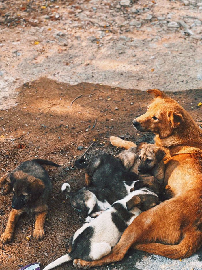 A mother dog caring for her litter of playful puppies outdoors, evoking warmth and tenderness.