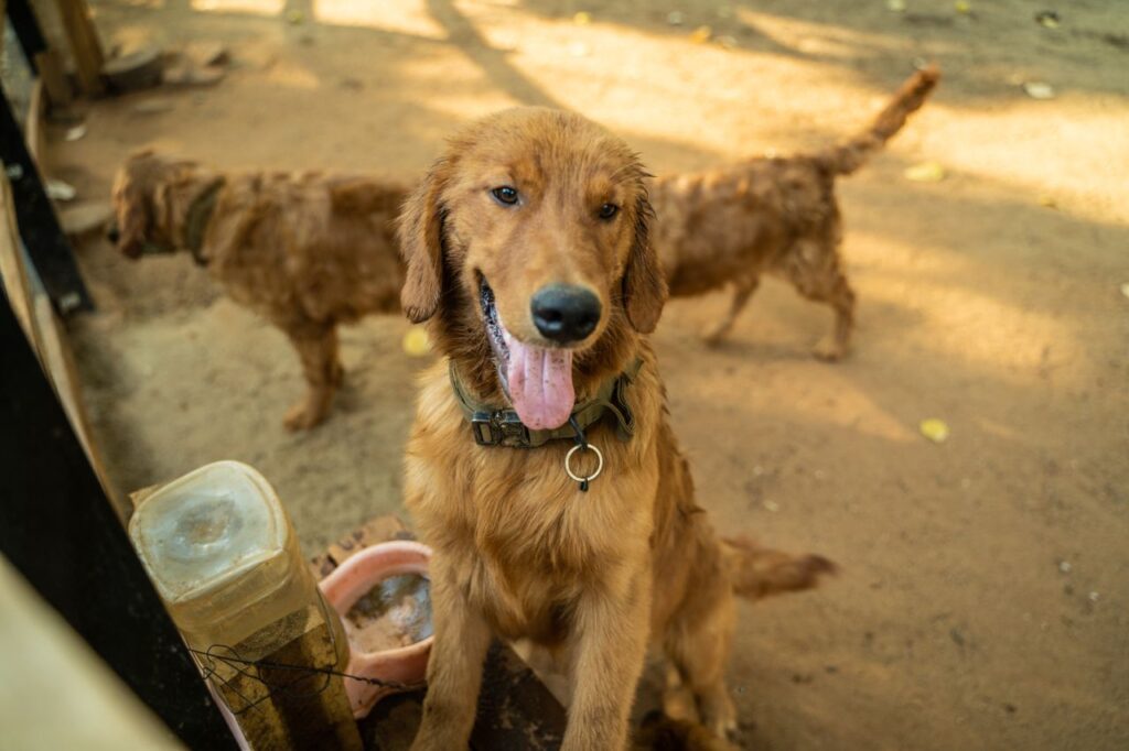 Crafting Captivating Headlines: Your awesome post title goes here A joyful golden retriever sitting outdoors on a sunny day with another dog in the background.