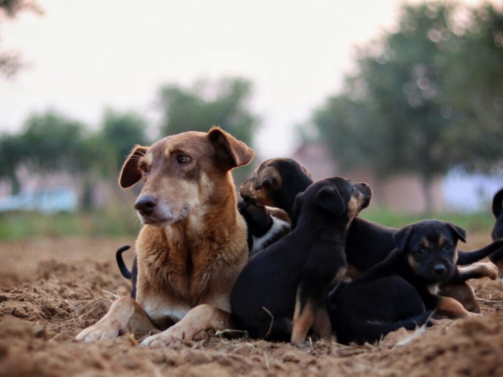 A group of puppies play around a mother dog in a natural outdoor setting.