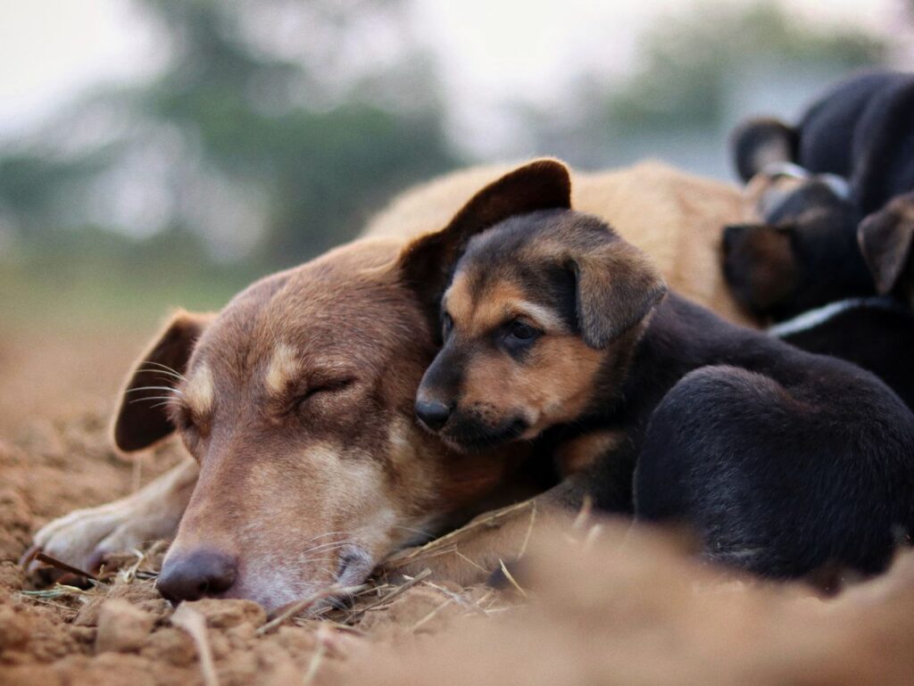Adorable dog and puppies resting in a peaceful outdoor setting, showcasing a loving bond.
