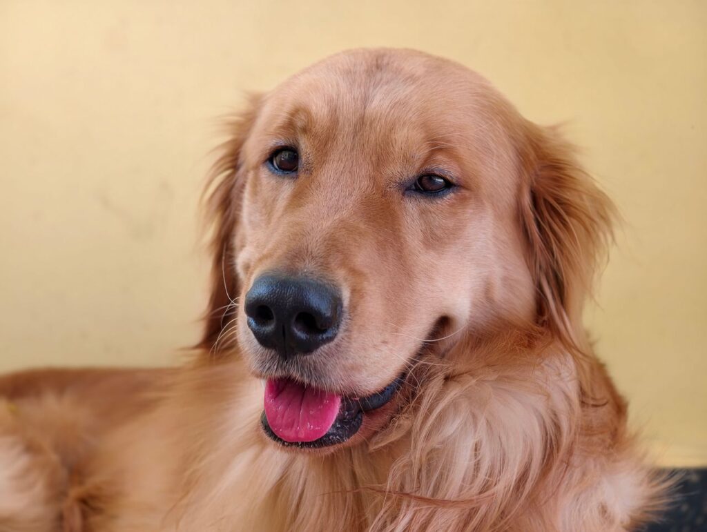 Close-up portrait of a happy Golden Retriever dog posing against a yellow backdrop.