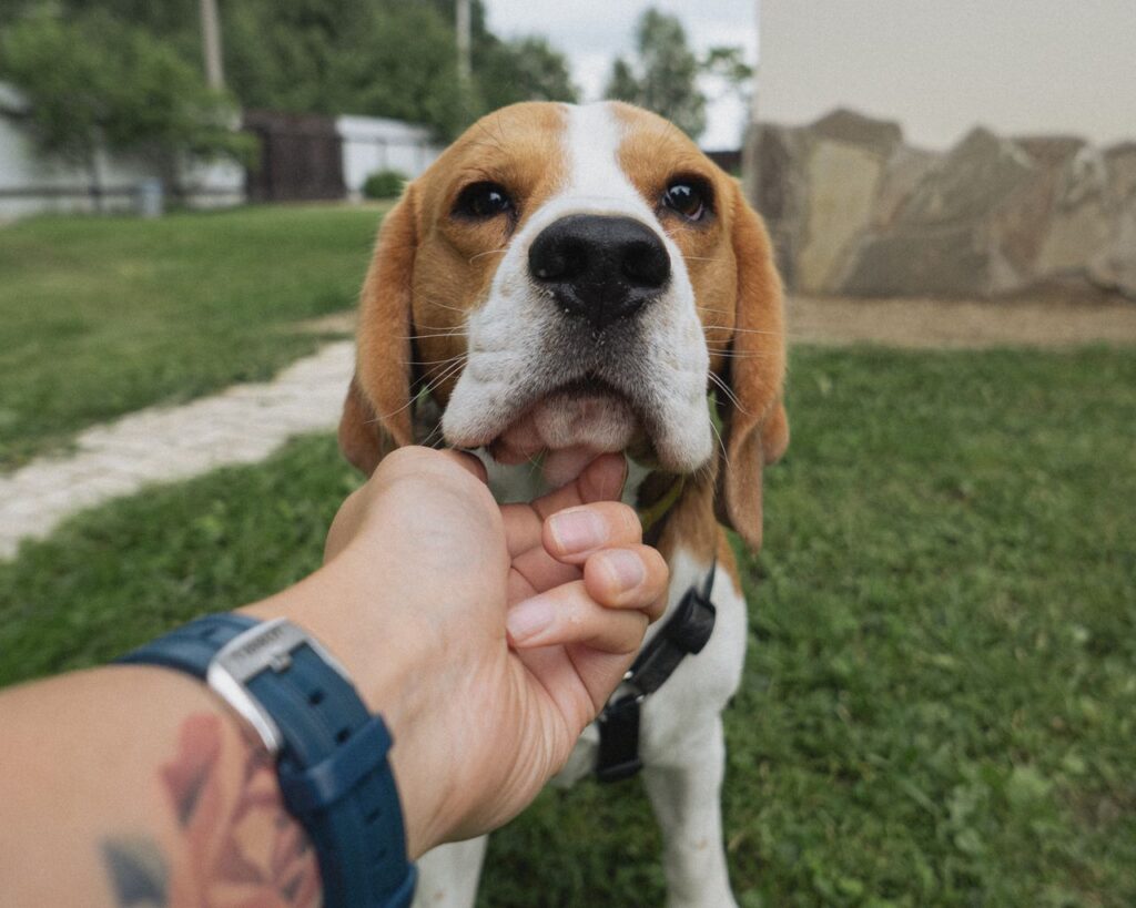 A beagle dog gently petted by a hand in an outdoor setting with lush greenery.
