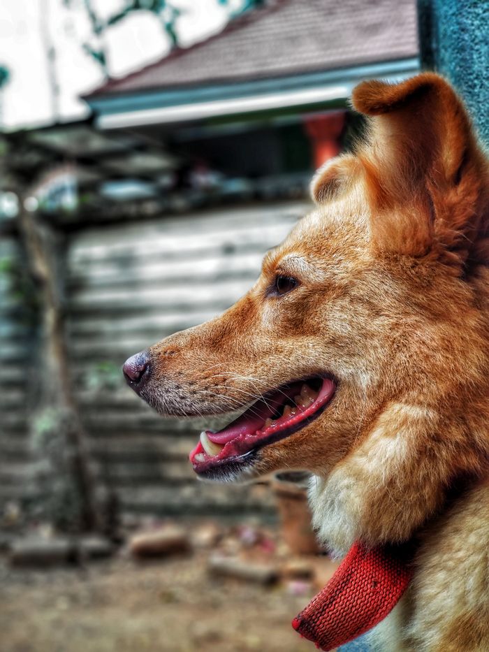 Charming outdoor portrait of a happy dog with vibrant fur and a red collar, enjoying the day.